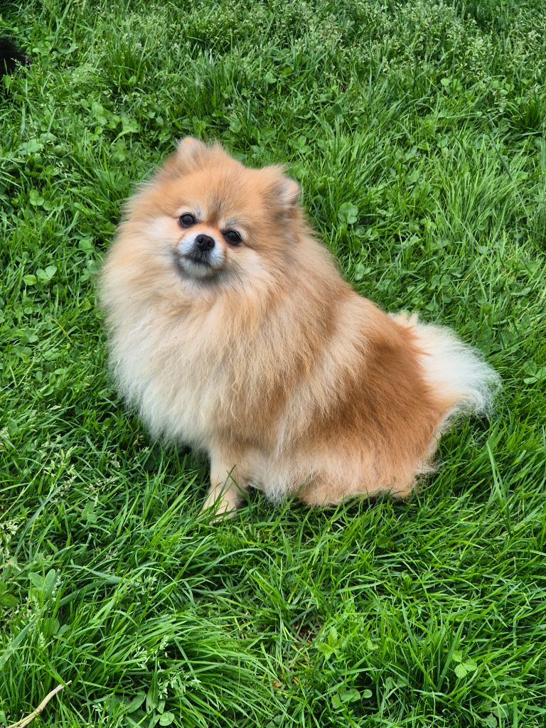 CH. party land Eseniya