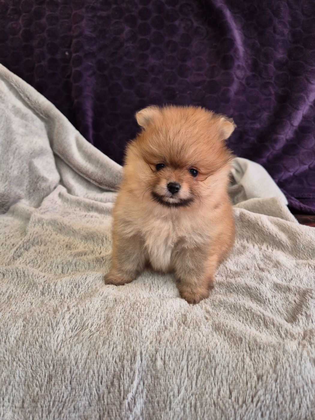Burgundy Golden Stars - Chiots disponibles - Spitz allemand