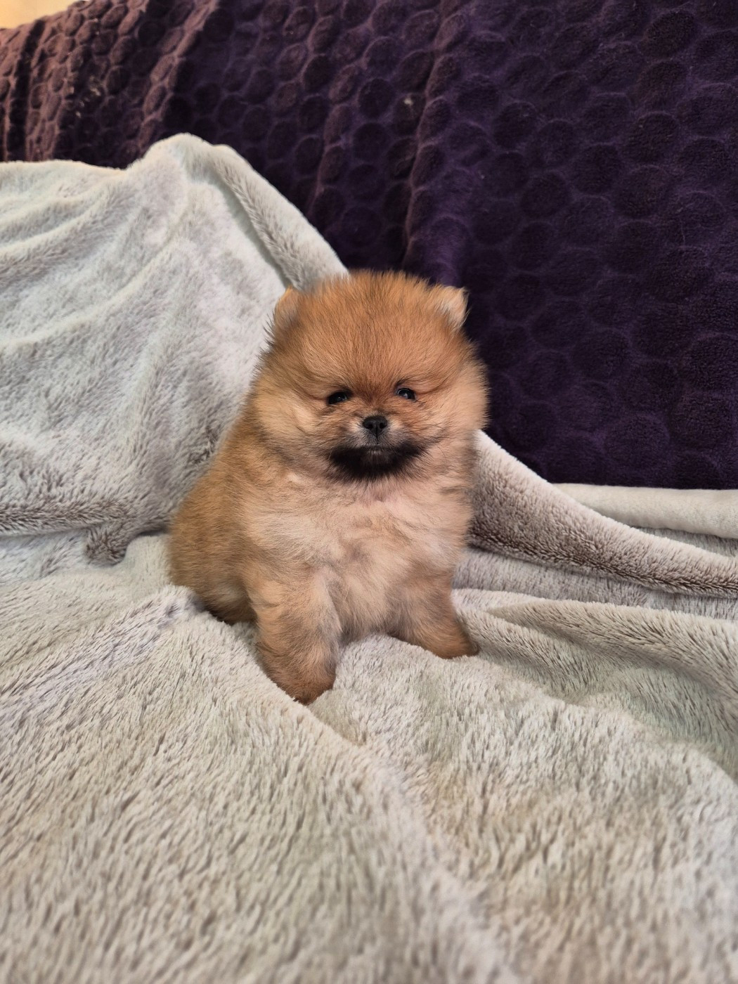 Burgundy Golden Stars - Chiots disponibles - Spitz allemand