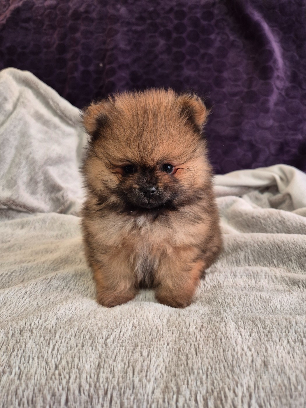 Burgundy Golden Stars - Chiots disponibles - Spitz allemand