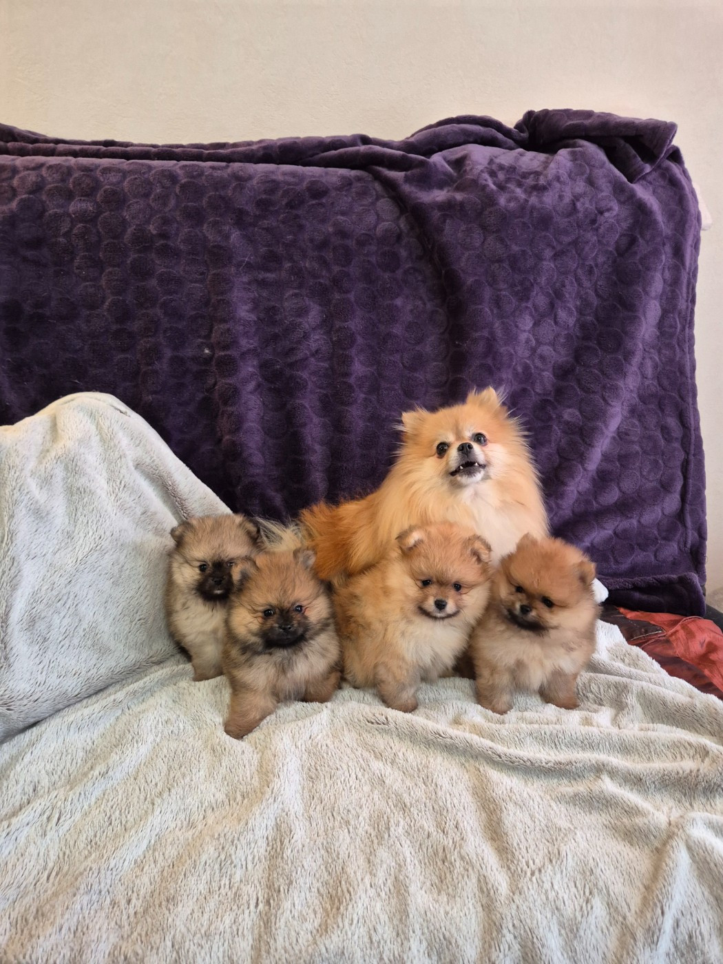 Burgundy Golden Stars - Spitz allemand - Portée née le 18/11/2025