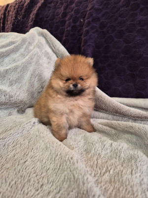 As You Like It (nom pouvant encore être modifié)