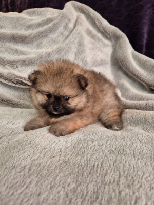 A Midwinter Night's Dream